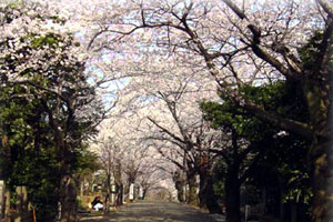都立青山霊園