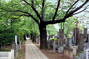都立谷中霊園
