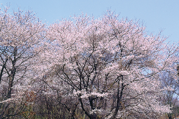 園内の桜