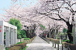 都立青山霊園